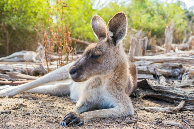 Close-up of a kangaroo resting on the ground in Australia's natural environment.